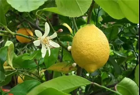 柑普學(xué)堂 · 第1講 | 秒懂復(fù)雜的柑橘家族